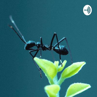 Ant Keeping 1 (Trailer)