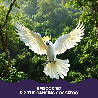 Pip the Dancing Cockatoo