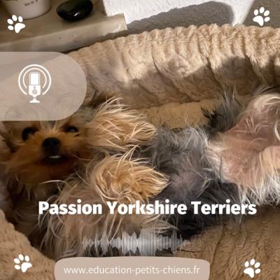Passion Yorkshire terriers : le guide d’éducation humaine Activités quand vous êtes seul(e) à la maison