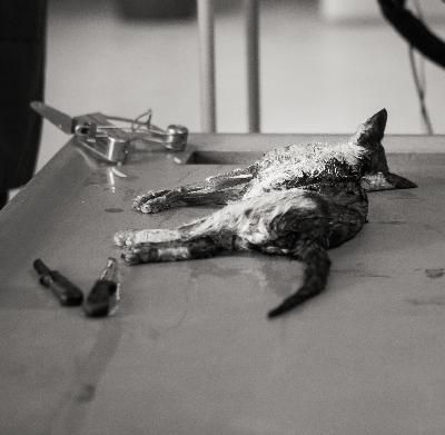 Dissektion#4: Katten