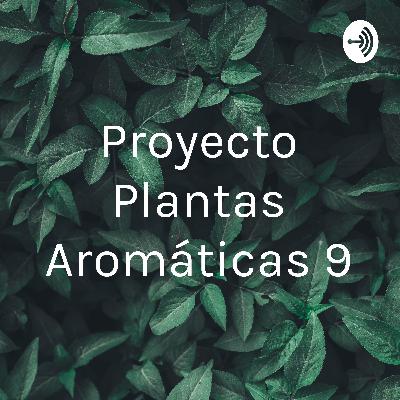 Proyecto Plantas Aromáticas