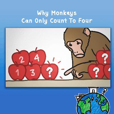 Why Monkeys Can Only Count To Four