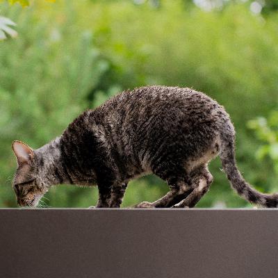 Seek the Lord and His Strength; Seek His Face Always - Psalm 105:4 Seek the Lord and His Strength; Seek His Face Always - Psalm 105:4