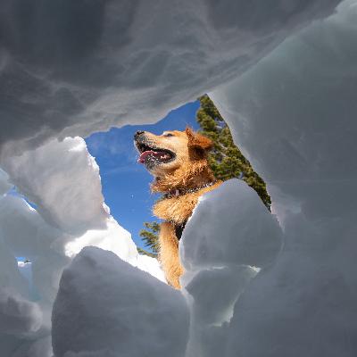 Meet Me in the Snow Cave - with the Mt. Rose Avalanche Rescue Dogs