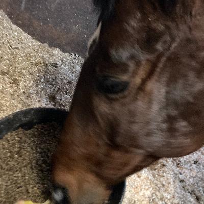 Managing Changes or Additions to the Horse's Diet