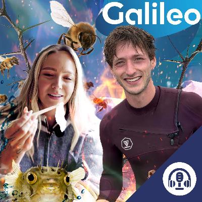 Tarantel-Therapie und halluzinogener Honig