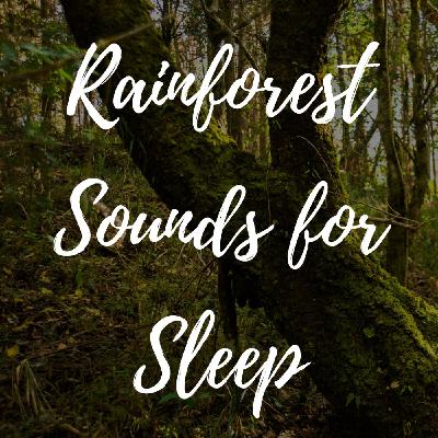 Rainforest Sounds for Sleep