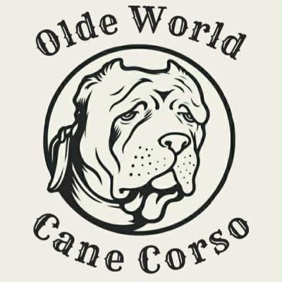 American Cane Corso - David Wenrich from Olde World Cane Corso (2 of 2) American Cane Corso - David Wenrich from Olde World Cane Corso (2 of 2)