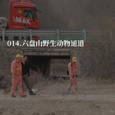 014.我们为什么要帮助野生豹子过马路？