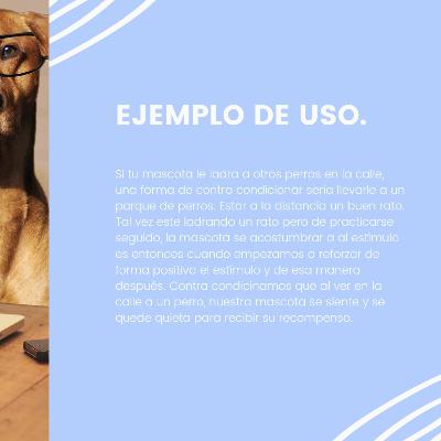 Contracondicionamiento en perros.