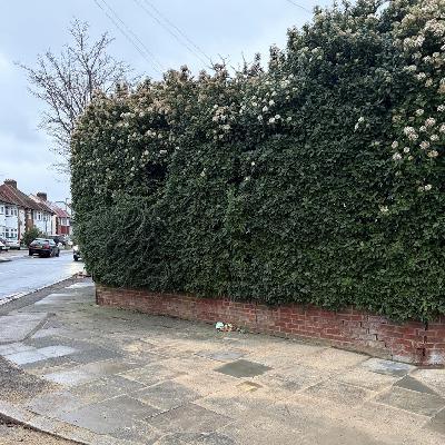 Another hedge-ful of sparrows, Southgate, London, UK on 11th January 2026 – by Siddharth Khajuria Another hedge-ful of sparrows, Southgate, London, UK on 11th January 2026 – by Siddharth Khajuria