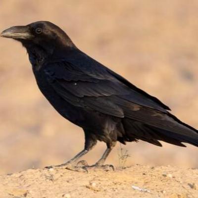 The Common Raven The Common Raven