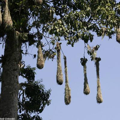 Montezuma Oropendola's High-Security Nesting