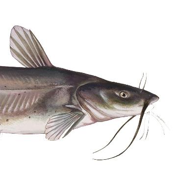 The Catfish Fight