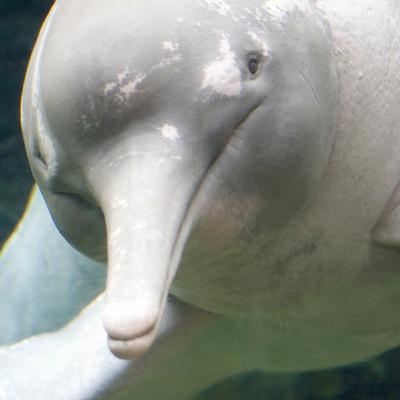 The Dolphins That Are Really Pink!