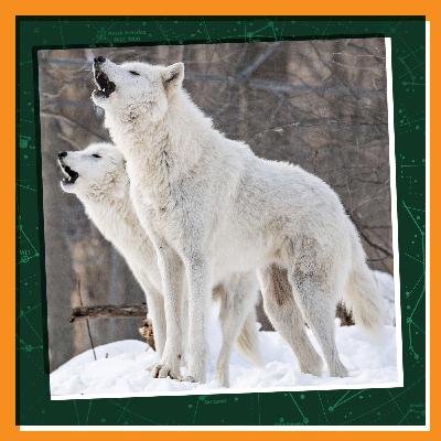 Winter Wonders: Meeting Wolves in the Far North Winter Wonders: Meeting Wolves in the Far North