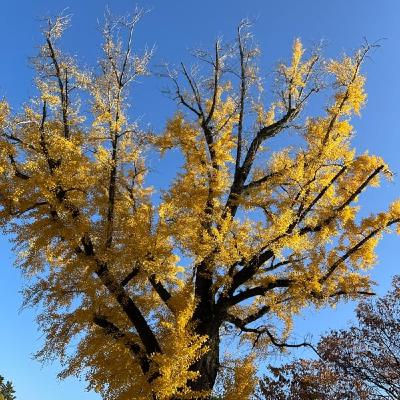 【トーク】追伸フラリーパッドライブ内容 【トーク】追伸フラリーパッドライブ内容