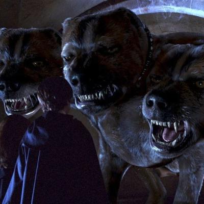 Dog with three heads 🐕😧