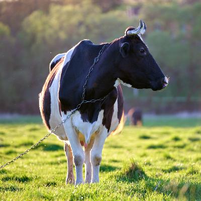 El automóvil: La VACA LECHERA del Estado