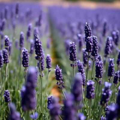 Episode 11-2025 The Fragrant Legacy of Lavender