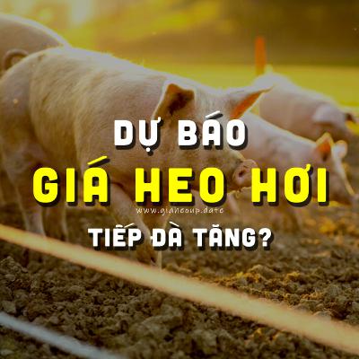 DỰ BÁO GIÁ HEO HƠI NGÀY MAI 19/12/2025 ▶ TĂNG CAO? ĐỘNG THÁI TỪ ÔNG LỚN CHĂN NUÔI... #GIAHEOHOI