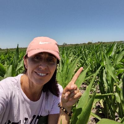 Controladores biológicos en sorgo