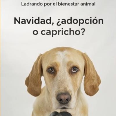 Navidad, ¿Adopción o Capricho? | Compromiso Real con un Perro Navidad, ¿Adopción o Capricho? | Compromiso Real con un Perro