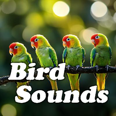 Nature's Gentle Symphony: Peaceful Bird Sounds