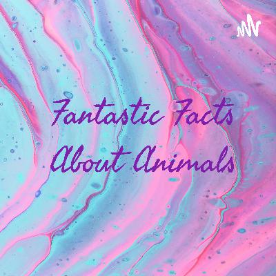 Fantastic Facts About Animals (Trailer)