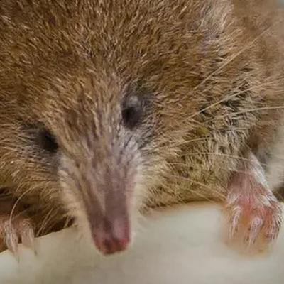 Naturefile - The pygmy shrew