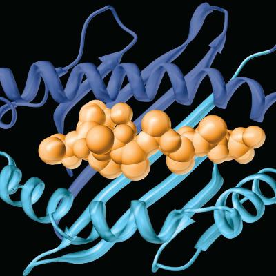 The Major Histocompatibility Complex and Antigen Presentation (Immunology Part 7)