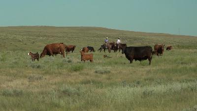 Rebuilding the U.S. Cow Herd: A Calculated Climb