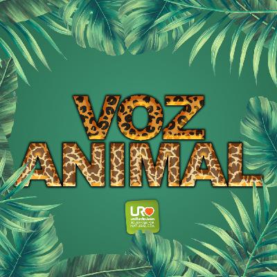 T11X01 VOZ ANIMAL