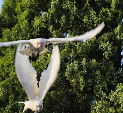 Early Christmas – The Little Corella Tree