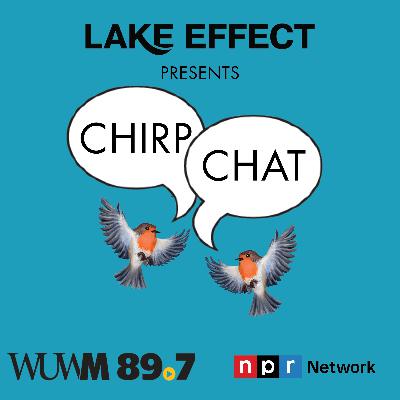 Chirp Chat: Calling all Swifties! Chimney Swifts are in Wisconsin!