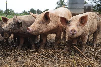 Is lab-grown fat the next big trend in food? This company hopes so