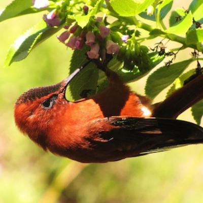 Juan Fernandez Island and the Endemic Firecrown Hummingbird by Michael Peñuelas