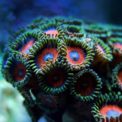 Das Great Barrier Reef erstrahlt!