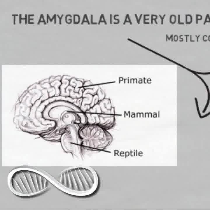 Lifehacking Self Control #10 The Fear Trigger for Willpower