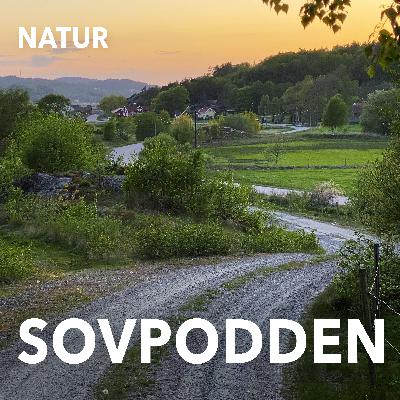 46, Morgon i maj, gök i högform med humlor och kor på avstånd 46, Morgon i maj, gök i högform med humlor och kor på avstånd