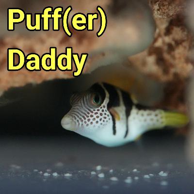 My First Pufferfish | The Prestige Reef Dork Show Ep 118