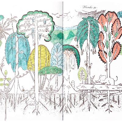 Francis Hallé - Dessine moi la beauté