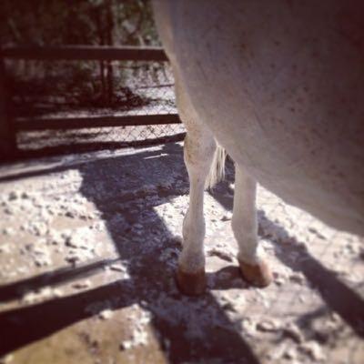 Spring Grooming Considerations