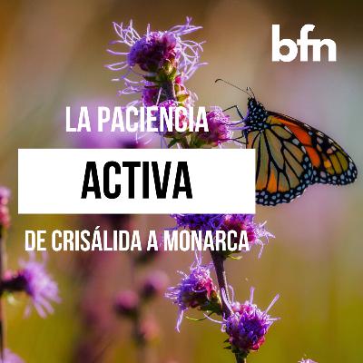 Especial de aniversario: la paciencia activa (de crisálida a monarca)