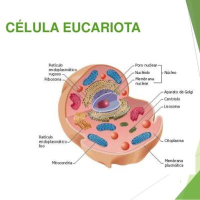 Las Células sus partes, funciones y tipos. Las Células sus partes, funciones y tipos.