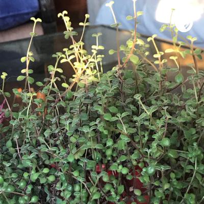 Trabajo de portugues