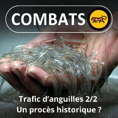 S05E51 : Trafic de civelles (anguilles) 2/2 : Un procès historique ?