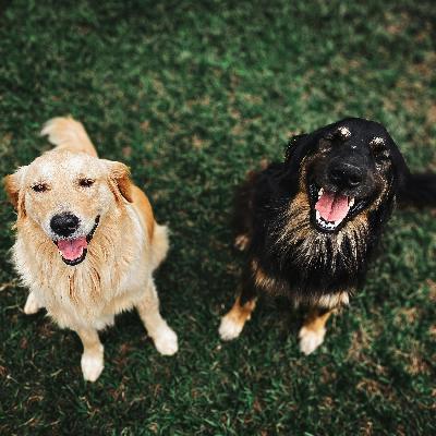 No es un día cualquiera - "El reportaje": Adopción de animales con la UCM y la URJC