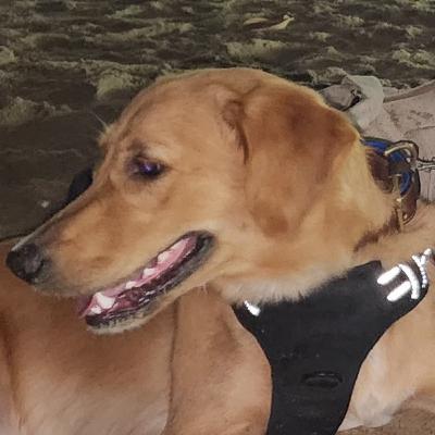 Wonder pets - Chapter 15 - Protector Clammy