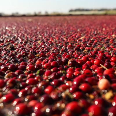 Wisconsin Number One In Cranberries Even In A Down Year